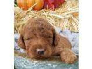 Goldendoodle Puppy for sale in New Paris, IN, USA