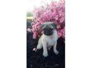Pug Puppy for sale in Reinholds, PA, USA