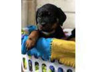 Rottweiler Puppy for sale in Rensselaer, IN, USA