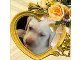 Labrador Retriever Puppy for sale in Natchez, MS, USA