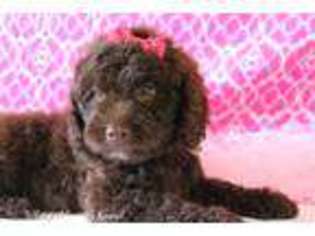 Labradoodle Puppy for sale in Bloomfield, IA, USA