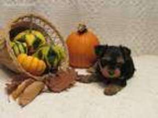 Yorkshire Terrier Puppy for sale in Honey Grove, PA, USA