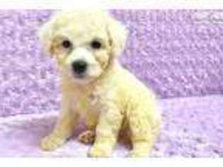 Bichon Frise Puppy for sale in Hattiesburg, MS, USA