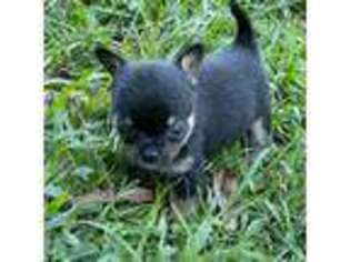 Chihuahua Puppy for sale in Chapin, SC, USA