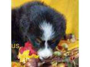 Bernese Mountain Dog Puppy for sale in Exeter, MO, USA