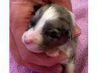 Australian Shepherd Puppy for sale in Bulverde, TX, USA