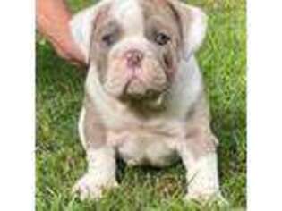 Bulldog Puppy for sale in Cullman, AL, USA