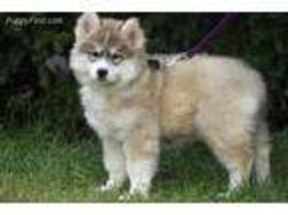 Siberian Husky Puppy for sale in Lyons, MI, USA