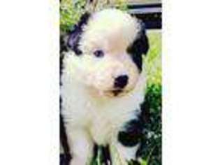 Australian Shepherd Puppy for sale in Hendersonville, NC, USA