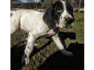 German Shorthaired Pointer Puppy for sale in Nezperce, ID, USA
