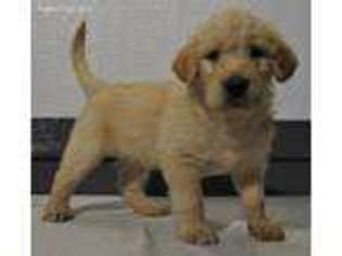 Labradoodle Puppy for sale in Atwood, IL, USA