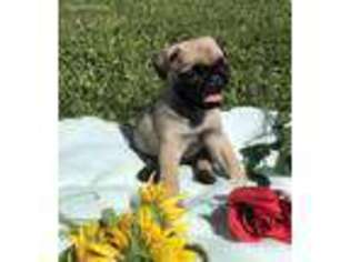 Pug Puppy for sale in Pearisburg, VA, USA