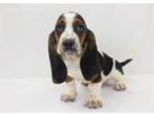 Basset Hound Puppy for sale in Fredericksburg, VA, USA