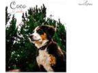 Bernese Mountain Dog Puppy for sale in San Antonio, TX, USA