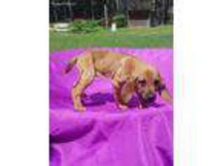 Bloodhound Puppy for sale in Greenville, GA, USA