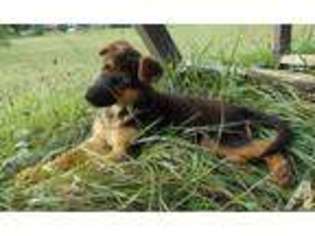 German Shepherd Dog Puppy for sale in HAGERSTOWN, MD, USA