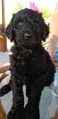 Labradoodle Puppy for sale in Forney, TX, USA