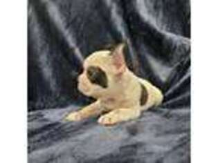 French Bulldog Puppy for sale in Chanhassen, MN, USA