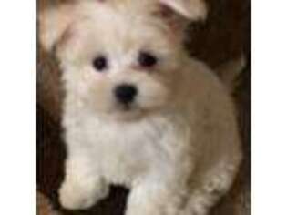 Maltese Puppy for sale in Vass, NC, USA