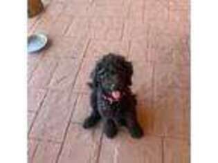 Mutt Puppy for sale in Las Vegas, NM, USA