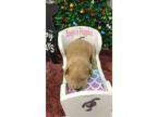 Goldendoodle Puppy for sale in Peebles, OH, USA