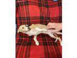 Italian Greyhound Puppy for sale in Texarkana, TX, USA
