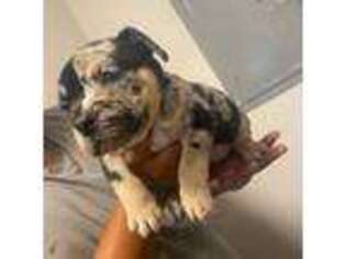 Mutt Puppy for sale in Wheat Ridge, CO, USA