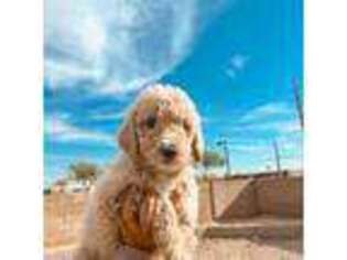 Goldendoodle Puppy for sale in Surprise, AZ, USA