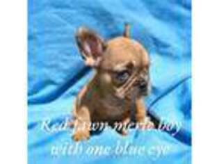 French Bulldog Puppy for sale in Champlain, NY, USA