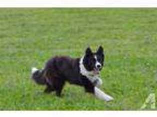 Border Collie Puppy for sale in SEATTLE, WA, USA