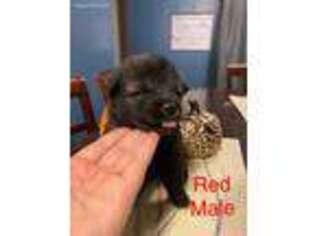 Keeshond Puppy for sale in Highland, MI, USA