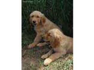 Golden Retriever Puppy for sale in Oakville, WA, USA