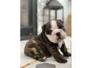 Bulldog Puppy for sale in Spencerport, NY, USA