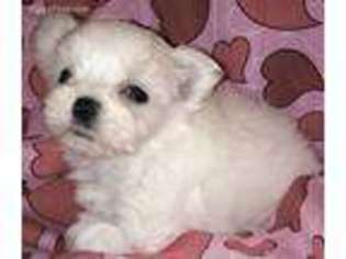 Maltese Puppy for sale in Mansfield, AR, USA