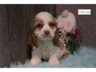 Cocker Spaniel Puppy for sale in Battle Creek, MI, USA