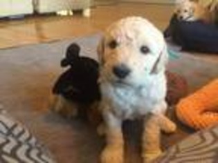 Goldendoodle Puppy for sale in Greensboro, NC, USA