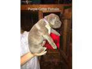 Cane Corso Puppy for sale in Piedmont, SC, USA