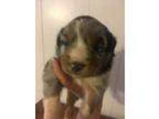 Australian Shepherd Puppy for sale in New Caney, TX, USA
