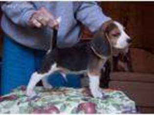 Beagle Puppy for sale in Richmond, VA, USA