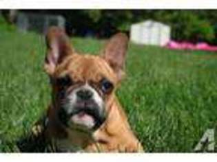 French Bulldog Puppy for sale in MONROE, NY, USA