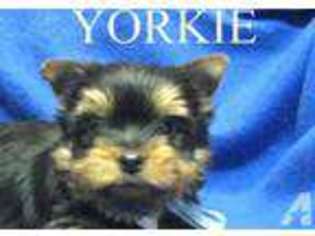 Yorkshire Terrier Puppy for sale in BARDSTOWN, KY, USA