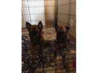 Belgian Malinois Puppy for sale in Henderson, NV, USA