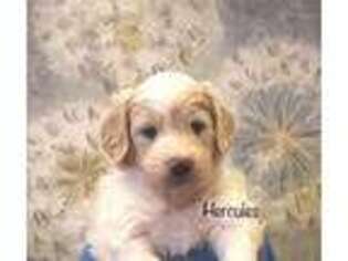 Goldendoodle Puppy for sale in North East, PA, USA