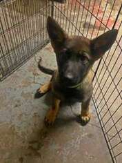 German Shepherd Dog Puppy for sale in Trinidad, CO, USA