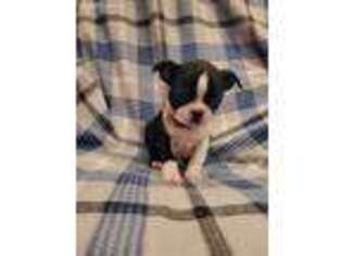 Boston Terrier Puppy for sale in Shelby, IA, USA