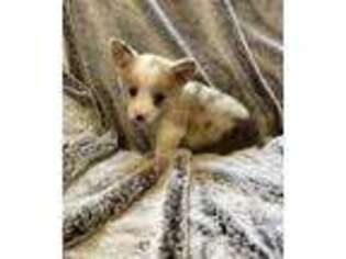 Pembroke Welsh Corgi Puppy for sale in Longton, KS, USA