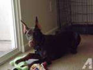 Doberman Pinscher Puppy for sale in FORT GEORGE G MEADE, MD, USA