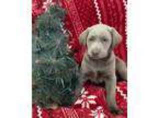 Labrador Retriever Puppy for sale in Annville, PA, USA