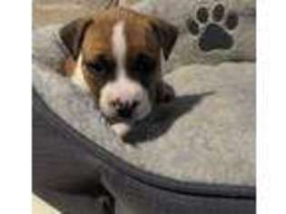 American Staffordshire Terrier Puppy for sale in Quinton, VA, USA