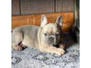 French Bulldog Puppy for sale in Downing, MO, USA